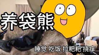 【土澳留学】在澳洲给袋熊当保姆的第180天