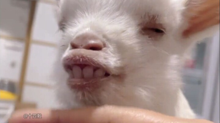 What kinds of pets are netizens keeping these days?