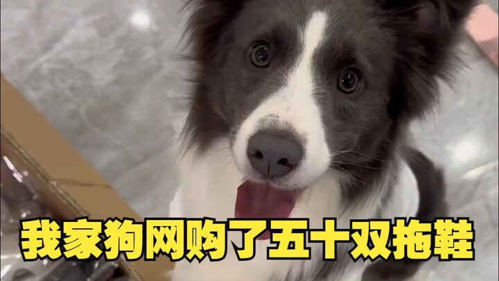 Dogs can be bought online...