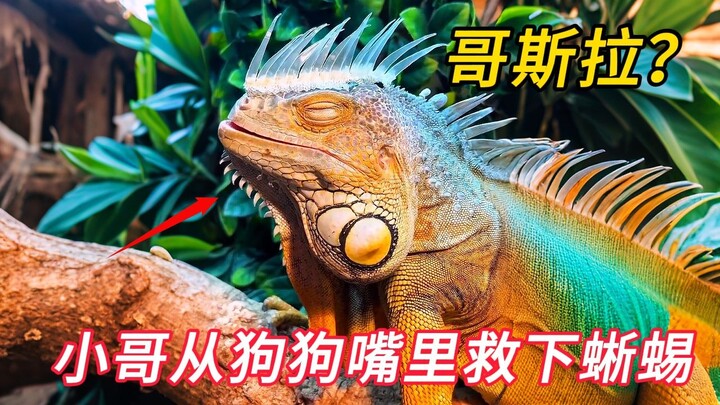 The young man rescued a lizard from the dog’s mouth, only to watch it transform into a stunning Fire