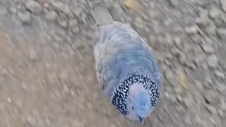 تم الاعتراف بمشاعري من قبل غو غو 🥰