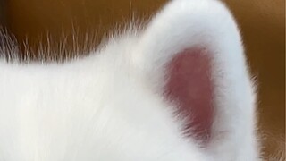 What's the point of having such beautiful ears? They can't put food on the table.