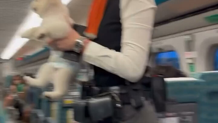 高铁上被逮捕的小狗