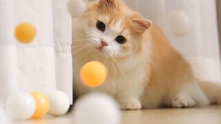 Kucing itu bermain tenis meja. Tidak cukup hanya menghidangkan satu bola saja, jadi pemiliknya mengh
