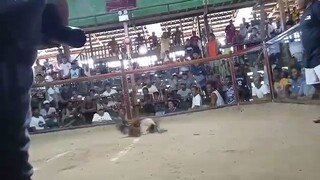 talisay wins ratsada