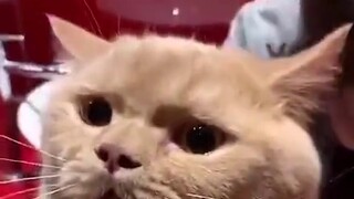 Kucing: Aku tidak bisa menangis! Aku kucing kecil yang kuat.  