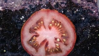 将西红柿、猕猴桃和洋葱切开，埋进土壤里，需要多少天才能生根发芽呢？