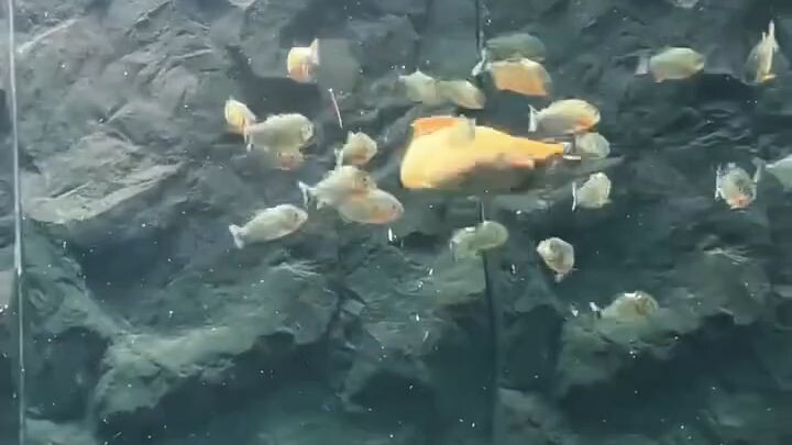 the Fish of the verry Danger.. 🙃😊😟😟