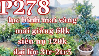 mai vàng p278 | 0377022714 Long | mai giống đồng giá 60k   Siêu nụ 120k - lục bình mai vàng ........