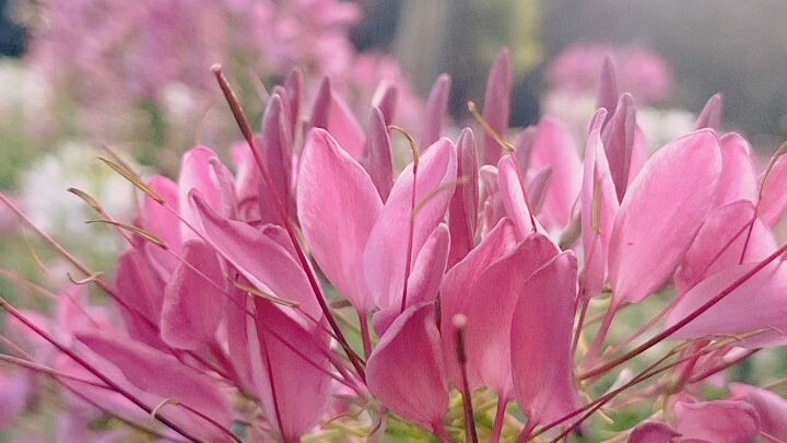 Morning flowers ดอกไม้ยามเช้า 朝早嘅花 喇叭花