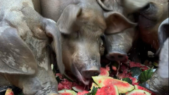 Teman-teman babi, ayo makan semangka dingin!