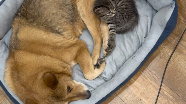 What will a cat raised alongside dogs actually become?