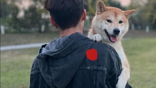 Đánh giá tốt nghiệp Shiba Inu Xiaoqi