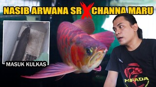 PIKIR-PIKIR DULU KALAU MAU COMTANK CHANNA DAN ARWANA SUPER RED