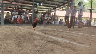 Bullstag vs Veteran cock