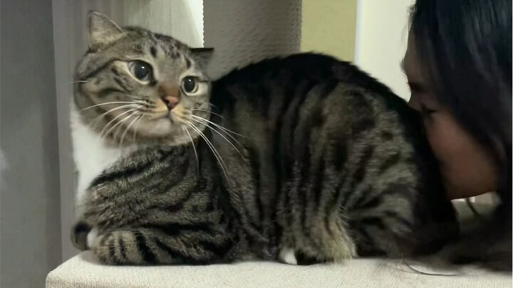 แมวน้อยที่ปล่อยให้ใครก็ได้จูบก้นแบบนี้ จะเป็นแมวน้อยที่จริงจังได้ยังไงกัน?