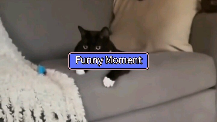 Funny Cat Moments... 🐱