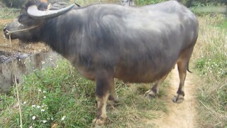 What is it like to have an obedient calf? The moment it calls and runs towards you, your heart will 