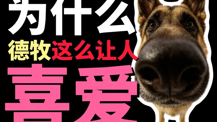 Why are German Shepherds so beloved?