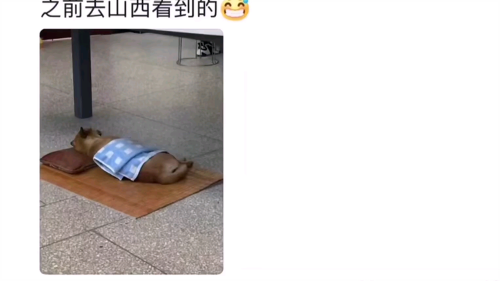 Budaya tidur siang di Shanxi sampai-sampai hewan-hewan kecil pun ikut tidur siang, hahahaha