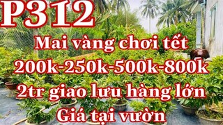 Mai vàng p312 | 0772225509 Xuyên | mai chơi tết các loại 200k-500k-800k-2tr | mai vàng giá rẻ 2022