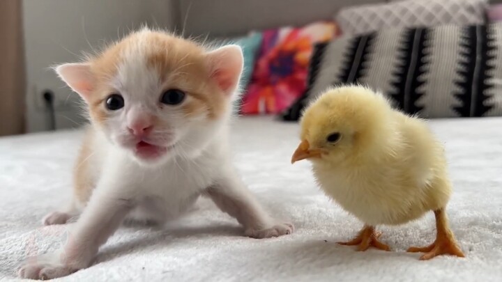 Chú mèo con lần đầu gặp gỡ chú gà con