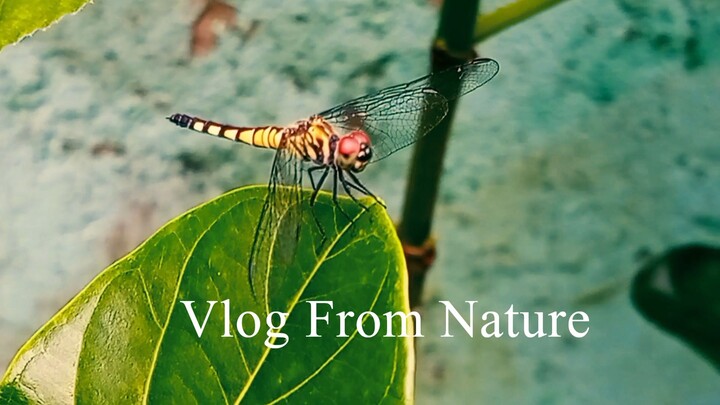 Vlog from Nature 6