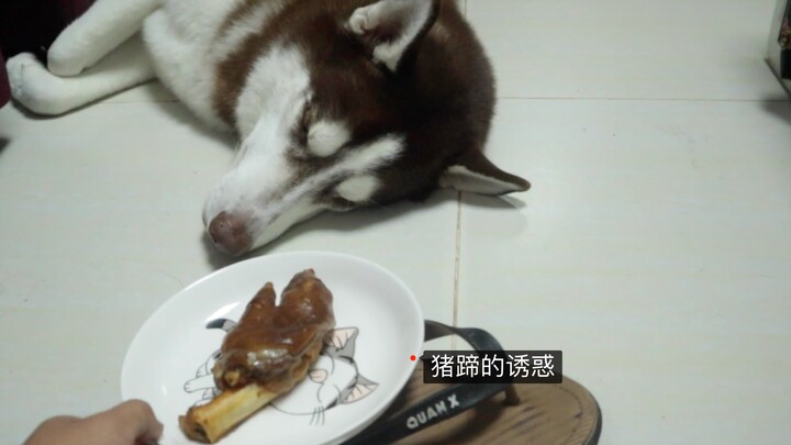While the husky is asleep, can placing a pig’s trotter near its nose wake it up?