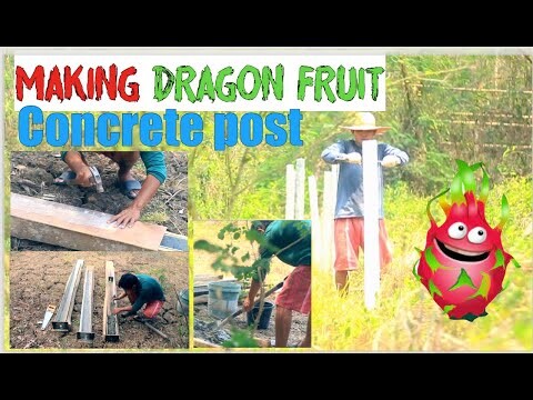 Simple way of Making DRAGON FRUIT 🌵  Concrete Post  START → FINISH 🫰 Life on the countryside