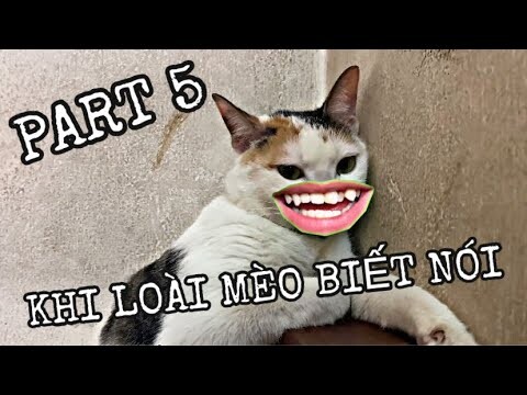 KHI LOÀI MÈO BIẾT NÓI PART 5 | MINH ANH HOÀNG