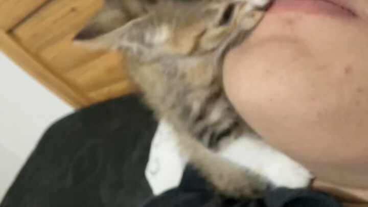 Saya benar-benar tidak menggunakan catnip.