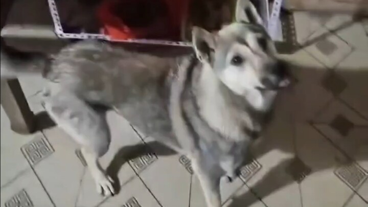 إنه كلب صغير ذكي وعديم الحياء.