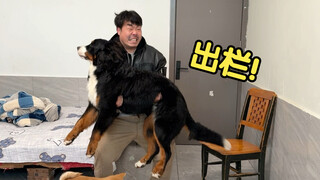 دعنا نزن طفل بيرن ماؤنتين البالغ من العمر ثمانية أشهر، كم يبلغ وزنه بالجنيه؟