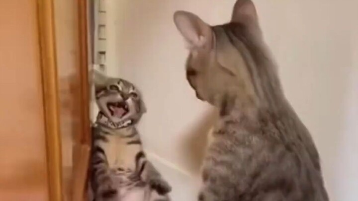 Para ibu kucing yang agak tidak bisa diandalkan: “Anak yang kutelurkan, aku yang urus sendiri!”