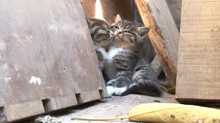 Musim dingin datang! Saudara-saudara kucing mencari tempat di bawah sinar matahari untuk menghangatk