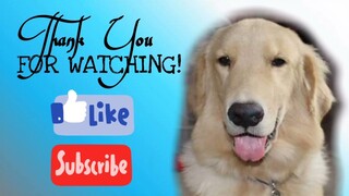 SWIMMING TIME WITH AKAMARU