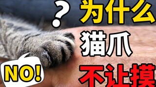 Why won't cats let you touch their paws? Protecting cats' paws is everyone's responsibility!