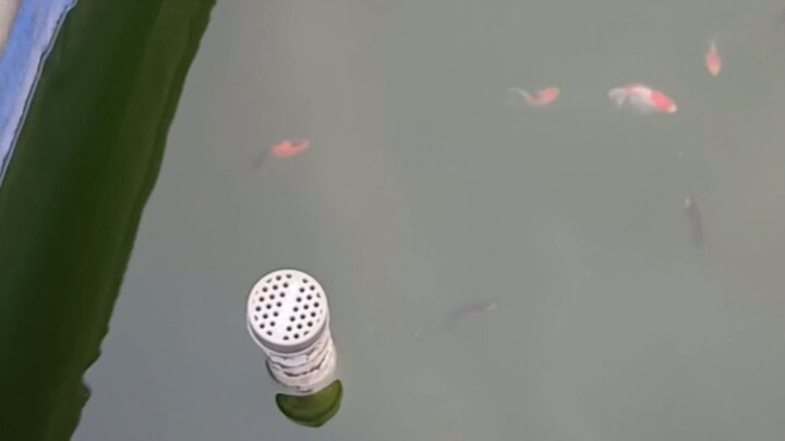 The Goldfish Go Crazy When Food Hits the Pond! 🐟🔥