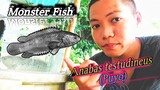 Monster Fish: Anabas testudineus (Puyo)