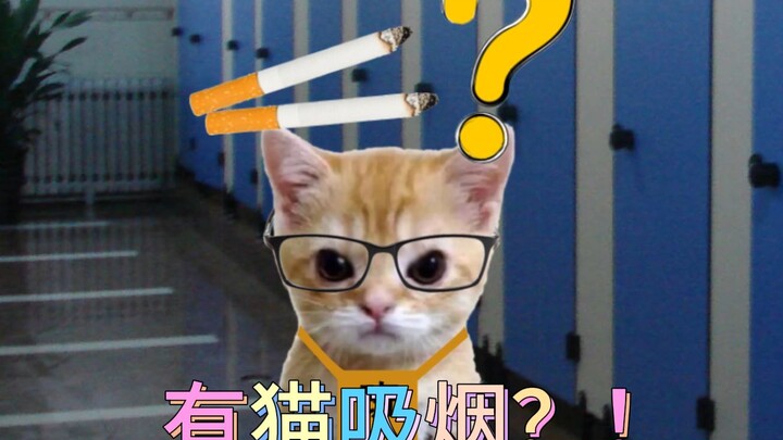 Guru kelas, Nona Luo, menemukan anak kucing sedang merokok?!