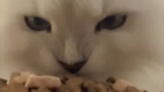 بث مذهل لتناول الطعام