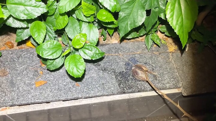 The young man was using a slingshot to kill pest rats, but a passing African snail suffered the cons