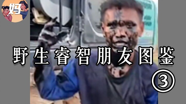 【野生人类图鉴】我与我的睿智朋友前传——睿智少年【妈见打】