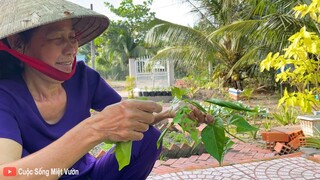 Món Ăn Miễn Phí Ở Miền Tây, Ở Nơi Khác Muốn Ăn Phải Tốn Tiền | Cuộc Sống Miệt Vườn