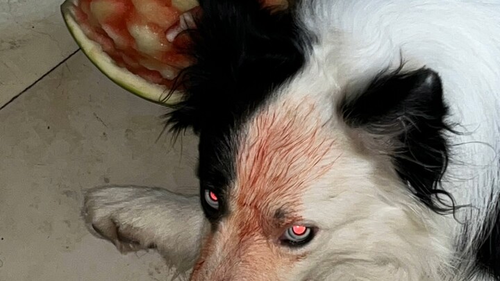 Scary Dog (? Woof woof~