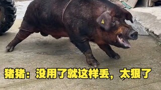 Zhu Zhu: It's useless, just throw it away like this—how ruthless!