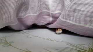 [Animals]A cute hognose snake in your bed