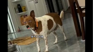狗子：氛围有点太压抑了
