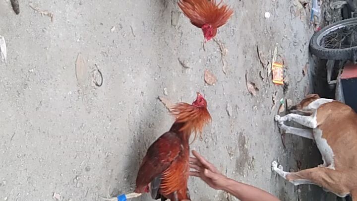 Morning excercise unang bitaw ng anak ni Goldi