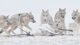 [Kompilasi video serigala abu-abu] Berkumpul, bersiap untuk berperang!
